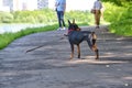 Mini Doberman stands on the asphalt color