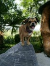 Mini dog on a top of a rock