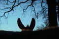 Mini donkey ears silhouette against blue sky Royalty Free Stock Photo