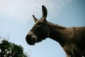 Mini donkey with long ears closeup on farm Royalty Free Stock Photo