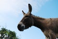 Miniature donkey head with blue sky background closeup Royalty Free Stock Photo