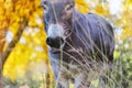 Mini donkey portrait during autumn