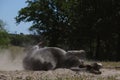 Mini donkey rolling in dust bath Royalty Free Stock Photo