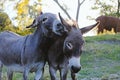 Mini Donkey whispers in friends ear Royalty Free Stock Photo