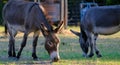 Mini donkeys grazing