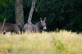 Mini donkeys in pasture