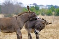 Mini donkeys play