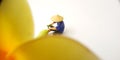 Top View Mini Figure Farmer toy sitting take care a big yellow white beautiful frangipani or plumeria