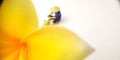 Top View Mini Figure Farmer toy sitting take care a big yellow white beautiful frangipani or plumeria