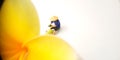 Top View Mini Figure Farmer toy sitting take care a big yellow white beautiful frangipani or plumeria