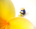 Top View Mini Figure Farmer toy sitting take care a big yellow white beautiful frangipani or plumeria