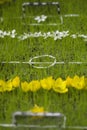 Mini flower football field Royalty Free Stock Photo