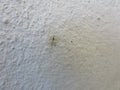 mini fly like mosquito hanging at the wall
