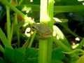 Mini Frog on a Branch