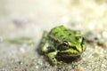 Mini frog