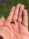 Mini frog