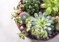 Mini garden in a ceramic pot. Collection of various multi-colored succulent plants. Place for text