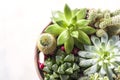 Mini garden in a ceramic pot. Collection of various multi-colored succulent plants. Place for text