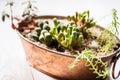 Mini garden in a copper pot