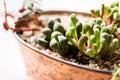 Mini garden in a copper pot