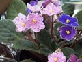 Mini garden with fortunes and violets.