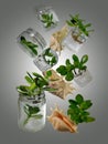 A mini-garden made of branches of Crassula Ovata placed in a glass jars