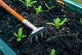 Mini Garden Rake Tool and Green Sprouts of Marigolds, Tagetes. Hard Work to Grow Your Business Concept Royalty Free Stock Photo