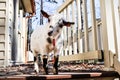 Mini goat tries to get into the house Royalty Free Stock Photo