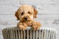 A mini golden doodle puppy looking to the camera Royalty Free Stock Photo