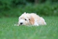 Mini Golden Doodle Puppy in Summer