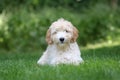 Mini Golden Doodle Puppy in Summertime