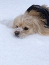 Mini golden retriever dog, cute Royalty Free Stock Photo