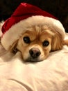 Mini golden retriever dog Royalty Free Stock Photo