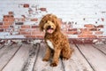 Mini goldendoodle, golden doodle puppy