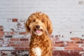 Mini goldendoodle, golden doodle puppy