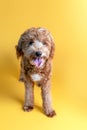 Mini goldendoodle, golden doodle puppy on yellow