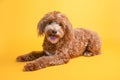 Mini goldendoodle, golden doodle puppy on yellow