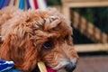 A mini Goldendoodle sitting in a hammock.