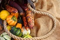 Mini Gourds and Harvest Corn