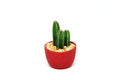 Mini green cactus in red pot isolated white texture background or call Pilosocereus is a genus of cactus - Houseplant gardening in Royalty Free Stock Photo