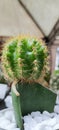 mini green cactus in the stone garden Royalty Free Stock Photo