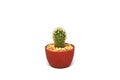 Mini green cactus with yellow thorn in red pot isolated white texture background - Houseplant gardening interior decorate object Royalty Free Stock Photo