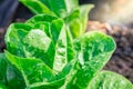 Mini green cos salad vegetable grow in plot Royalty Free Stock Photo