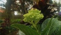 Mini green hydrangea, is great for any bride looking for that hard-to-find bright green flower.