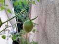 mini green italian tomato Royalty Free Stock Photo