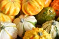 Mini Harvest Gourds