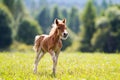 Mini horse Royalty Free Stock Photo