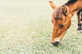 Mini horse graze on meadow