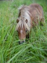 A mini horse grazes in the thick green grass on a cloudy summer day. Royalty Free Stock Photo