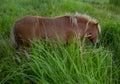 A mini horse grazes in the thick green grass on a cloudy summer day. Royalty Free Stock Photo